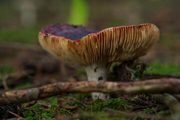 Bavarian forest with mushroom close up view and soft bokeh background 