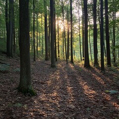 Obraz premium Golden sunlight filters through the trees in a dense forest, creating a magical atmosphere.