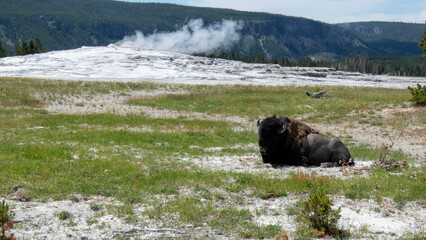 Bison at Ole Faithful 