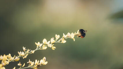 Hummel an gelb blühenden Ginster