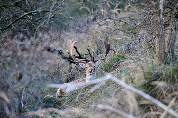Fallow deer is hiding in the grass, chewing the cud