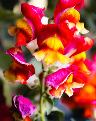 Snapdragon 