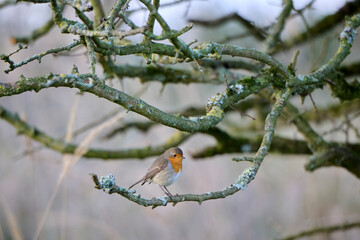 robin sits quietly on a tree branch, watching