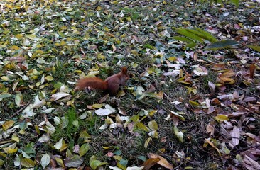 wild animal  squirrel - Sciurus vulgaris in park