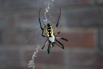 spider on the web