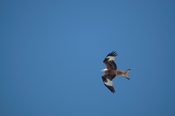 Bussard mit weit ausgestreckten Flügeln #3