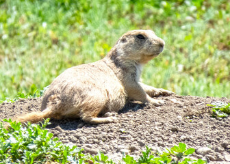 prairie dog in the grass