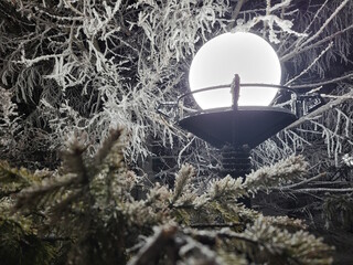 Old city lamp surrounded by frozen tree branches. Winter atmosphere