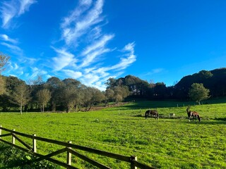 Pradera en la provincia de Lugo, Galicia