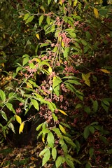 Elaeghus umbrellata tree with growing fruits olives close up