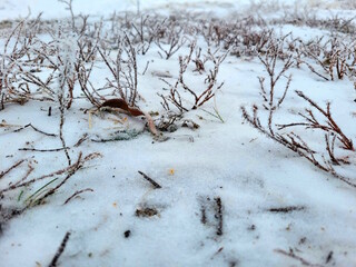 A small yellow leaf surrounded by frozen grass. The beginning of winter