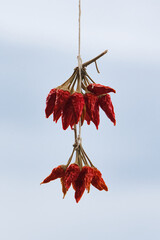 Dry red chili pepper, tied in a rope to ripen.