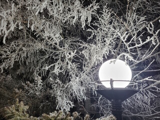 Old city lamp surrounded by frozen tree branches. Winter atmosphere
