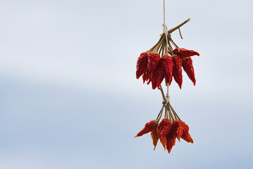 Dry red chili pepper, tied in a rope to ripen.