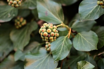 fruit of Hedera Helix climbing plant close up