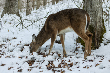 Deer in woods during snowfall 