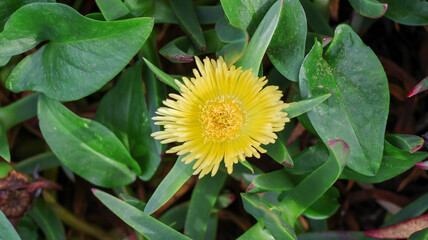 yellow flower in the garden.