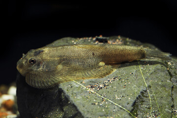 Brown Hillstream Butterfly loach (Sewellia sp.) freshwater aquarium fish 