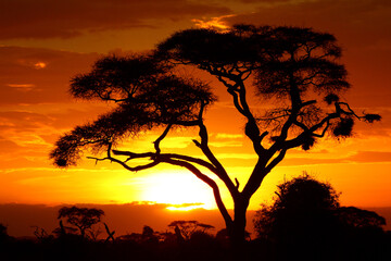 Sonnenuntergang bei Safari in Kenia Ostafrika