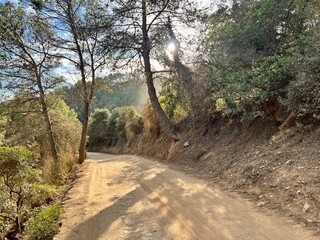 Fototapeta premium dirt road surrounded by trees