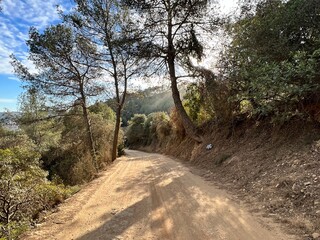 Fototapeta premium dirt road surrounded by trees