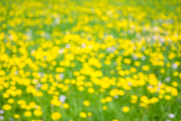 Blurred of yellow dandelion flower field in spring season.