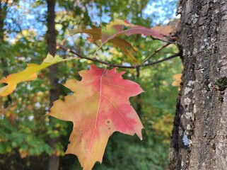 Autumn red oak leaf on a tiny branch and oak tree trunk