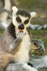 Fototapeta premium A lemur sits on the ground in a natural setting, and other lemurs in the background.