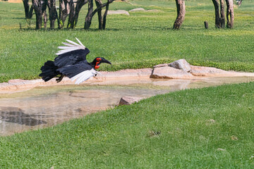 photography of the hornbill bird in an African landscape