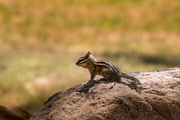 Squirrel, Chipmunk on a log
