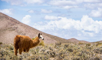 Spectacular view of a brown and white alpaca grazing peacefully on the mountainside in an arid and...