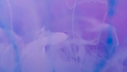 Paint leaking. Air texture. Defocused sparkling blue pink color fluid bright liquid magical smoky...