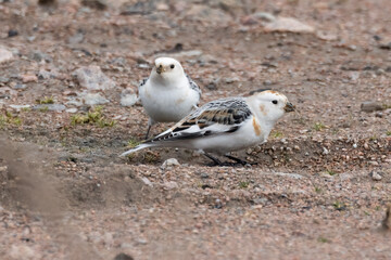 Snow bunting