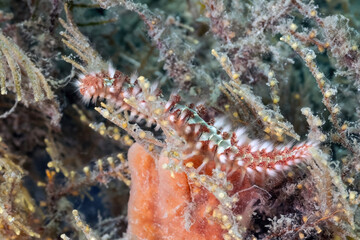 Bearded Fireworm (Hermodice carunculata) at the Blue Heron Bridge, Phil Foster Park, Riviera Beach, Florida