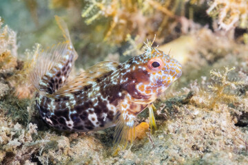 Seaweed Blenny (Parablennius marmoreus), Blue Heron Bridge, Riviera Beach, Florida