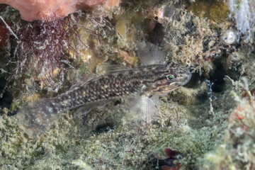 Colon Goby (Coryphopterus dicrus), Blue Heron Bridge, Riviera Beach, Florida