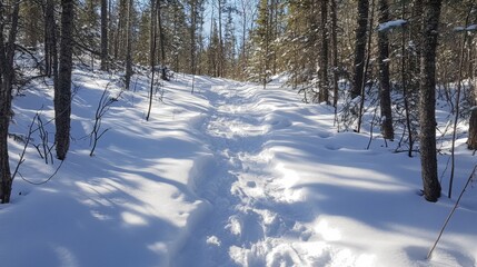 Snow-Covered Path Through a Winter Forest