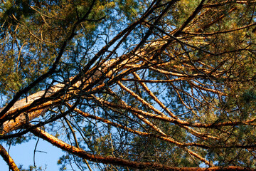tops of coniferous trees in the blue sky, sky, glare, sun, shadows, branches, travel, walk, summer