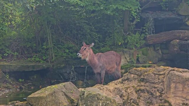 West African Sitatunga (Tragelaphus spekii gratus) in a zoo