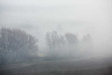 Obraz premium Beautiful landscape photo with a mysterious forest in the fog in Germany.