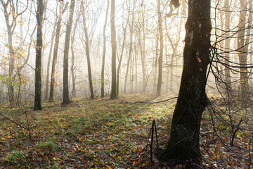 Beautiful landscape photo with a mysterious forest in the fog in Germany.