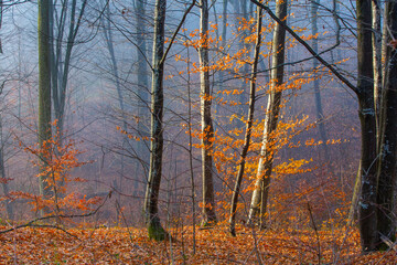 Beautiful landscape photo with a mysterious forest in the fog in Germany.
