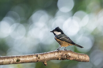 Bird (coal tit) perched on a branch with a blurred bokeh background. Close-up detail photo