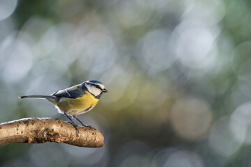Bird (blue tit) perched on a branch with a blurred bokeh background. Close-up detail photo