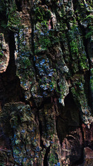 tree bark, texture, old trees, mosses