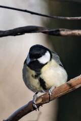 Great tit (Parus major) sitting on a tree branch in the sunlight
