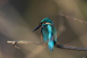Common kingfisher (Alcedo atthis), also known as the Eurasian kingfisher and river kingfisher