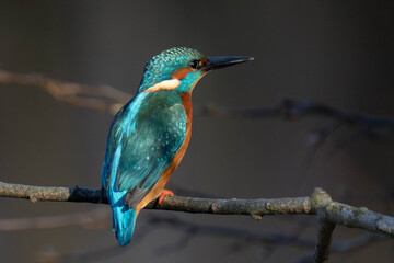 Common kingfisher (Alcedo atthis), also known as the Eurasian kingfisher and river kingfisher