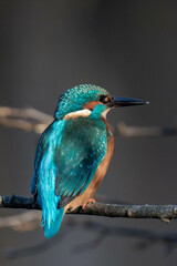 Common kingfisher (Alcedo atthis), also known as the Eurasian kingfisher and river kingfisher