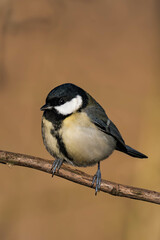 Fototapeta premium Great tit (Parus major) sitting on a tree branch in the sunlight